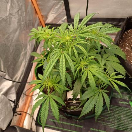 Divine Seeds Auto Pablo Escobar