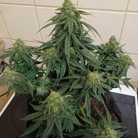 Grow # 4: Newbie Auto Run