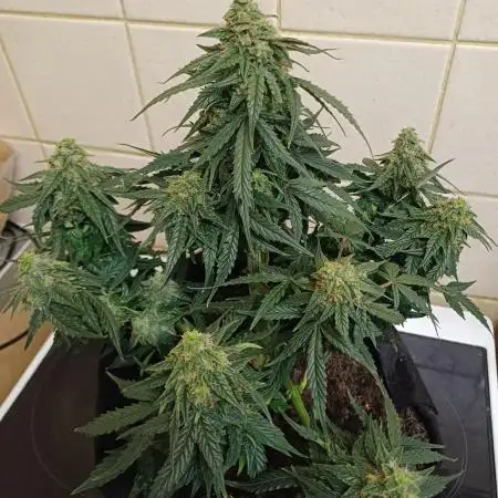 Grow # 4: Newbie Auto Run
