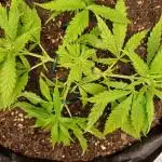My first grow.. Royal Domina