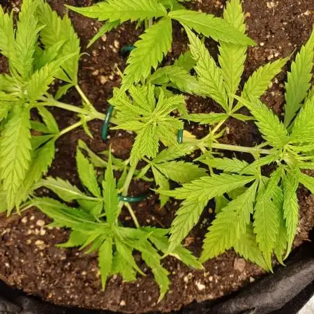 My first grow.. Royal Domina