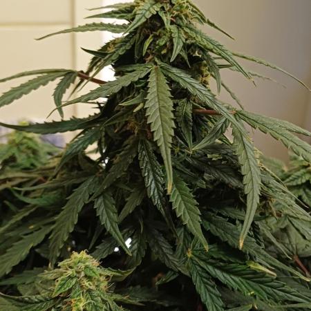 Grow # 4: Newbie Auto Run