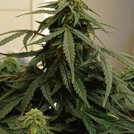 Grow # 4: Newbie Auto Run