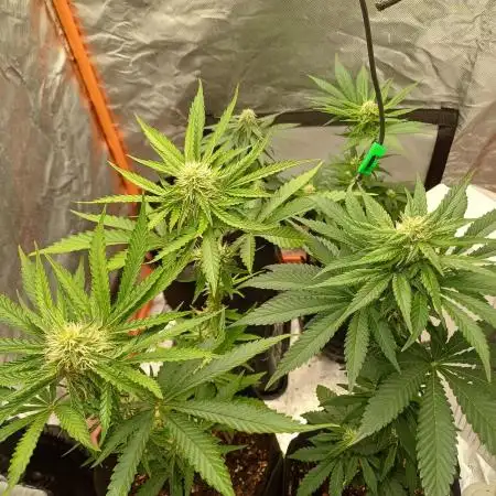 Grow no 2. Micro grow