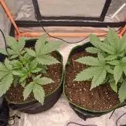 Melon Mosh Smart Grow
