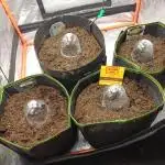 All Star Auto grow