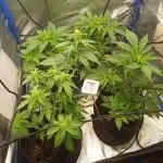 Another micro grow