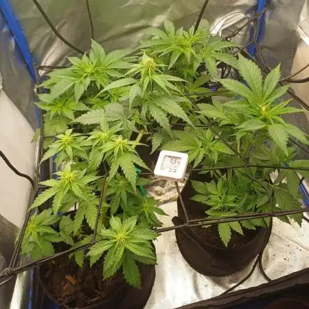 Another micro grow