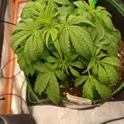 Divine Seeds Black Opium