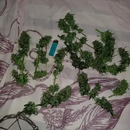 Grow # 4: Newbie Auto Run