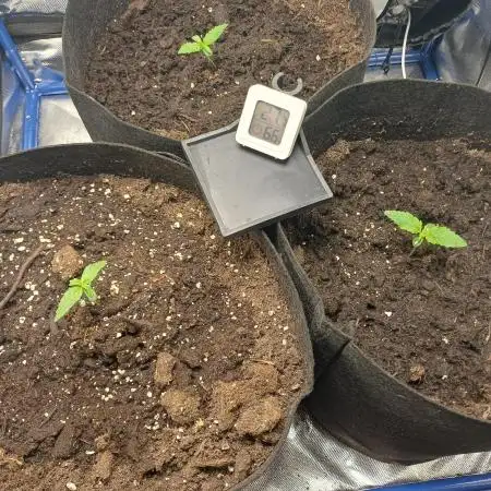 Grow # 4: Newbie Auto Run