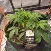 Divine Seeds Auto Pablo Escobar