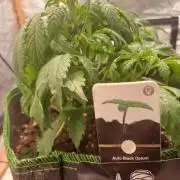 Divine Seeds Black Opium