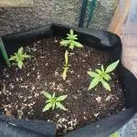 Outdoor bagseed grow
