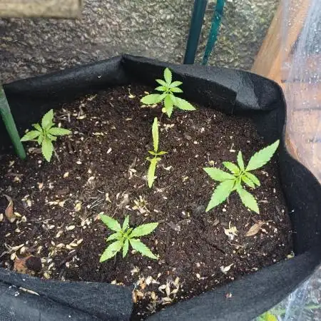 Outdoor bagseed grow