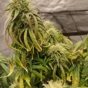 Divine Seeds Black Opium