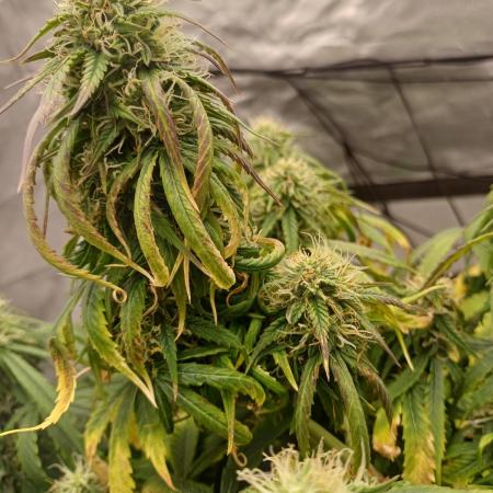 Divine Seeds Black Opium