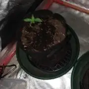 Melon Mosh Smart Grow