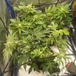 Another micro grow