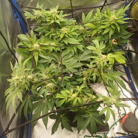 Another micro grow