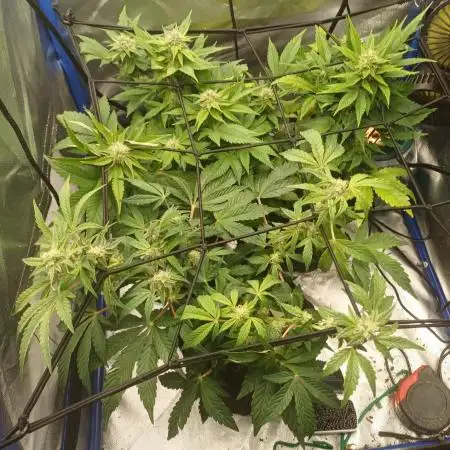 Another micro grow