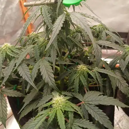 Grow # 4: Newbie Auto Run