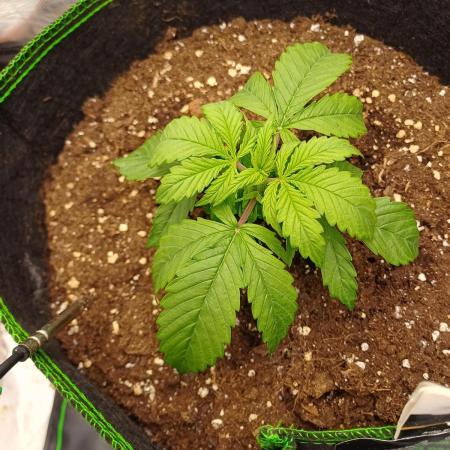 Divine Seeds Black Opium