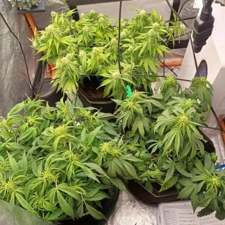 All Star Auto grow