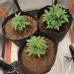 Grow # 4: Newbie Auto Run