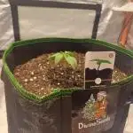 Divine Seeds Black Opium