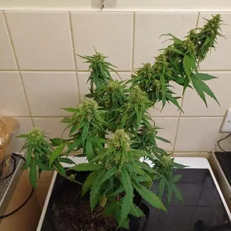 Another micro grow