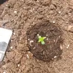 Divine Seeds Black Opium