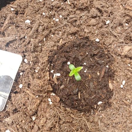 Divine Seeds Black Opium