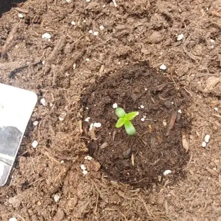 Divine Seeds Black Opium