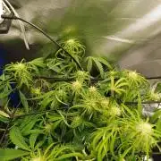 Divine Seeds Auto Pablo Escobar