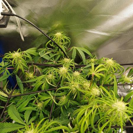 Divine Seeds Auto Pablo Escobar