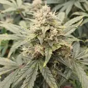 Melon Mosh Smart Grow