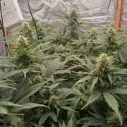 Melon Mosh Smart Grow