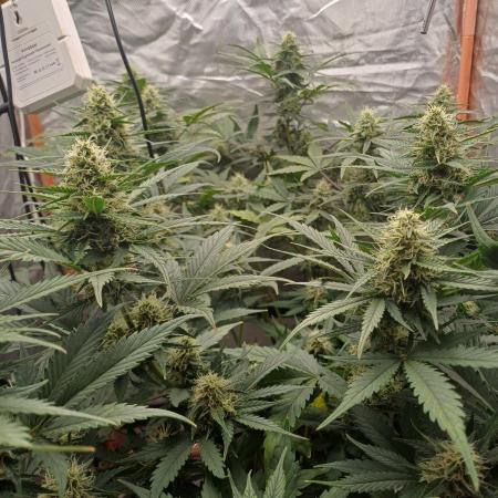 Melon Mosh Smart Grow