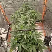 Melon Mosh Smart Grow