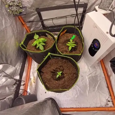 All Star Auto grow