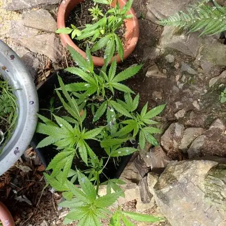 Outdoor bagseed grow