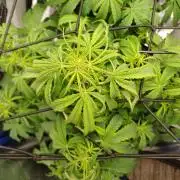 Divine Seeds Black Opium