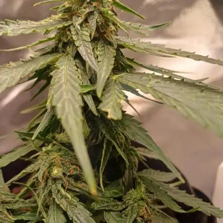 Grow no 2. Micro grow