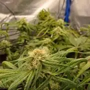 Divine Seeds Auto Pablo Escobar