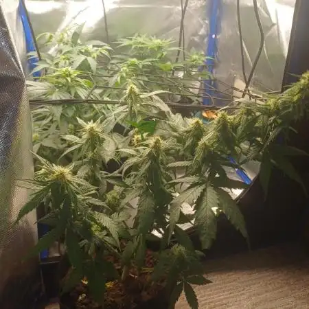 Another micro grow