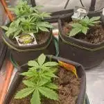 All Star Auto grow