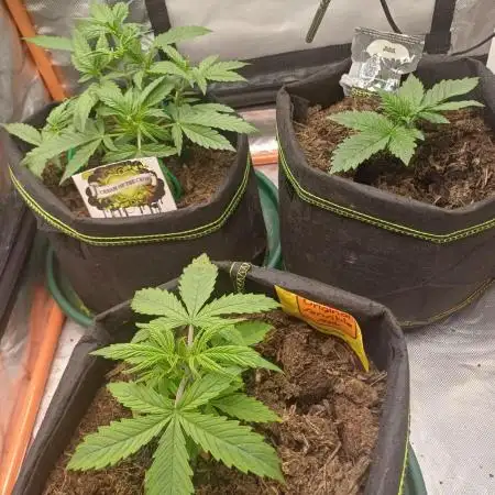 All Star Auto grow