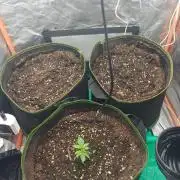 Melon Mosh Again.