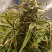 Divine Seeds Auto Pablo Escobar